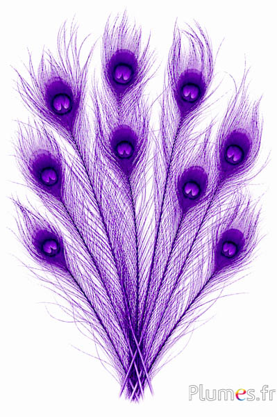 Pavone blu - sbiancato - 50-60 cm - viola